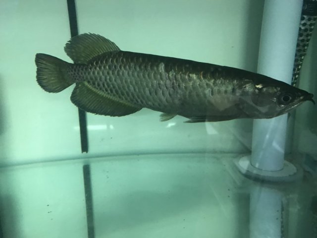 jardini-arowana-2-1024x768.jpg