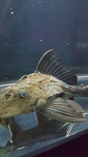 20170626_212757.jpg