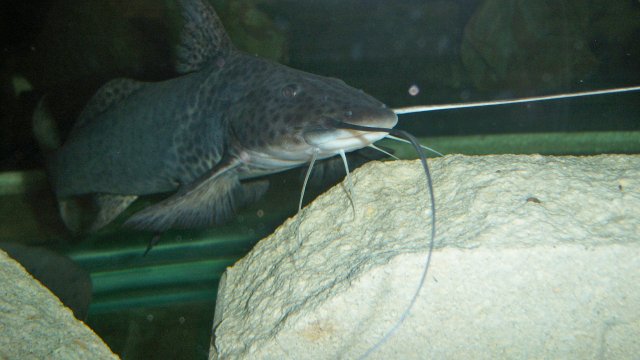 100_7895.JPG