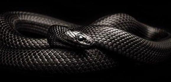 mexican-black-kingsnake_1.jpg
