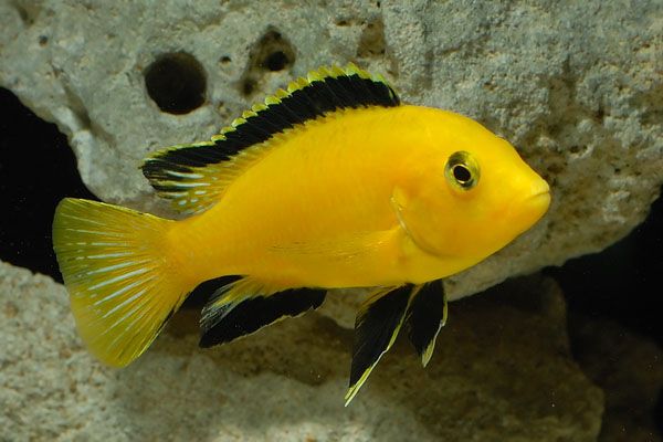 82b6dd46566008774c8f9eb0edcab137--mbuna-cichlids-malawi-cichlids.jpg