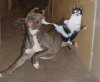 action-kitty.jpg
