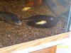 black antennea 2.jpg
