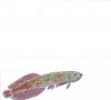 LastScan2.jpg