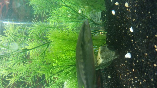 TMA: Tue Jul 04 2017 09:50:06 GMT-0400 (EDT).jpg