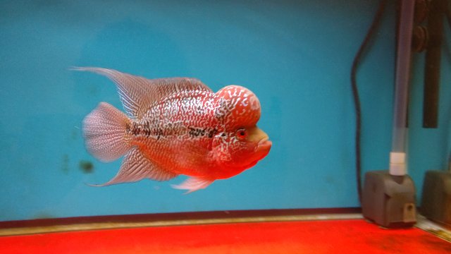 IMG_20170619_195243.jpg IMG_20170619_195243.jpg