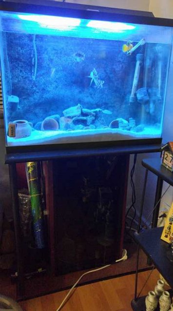 fish tank.jpg