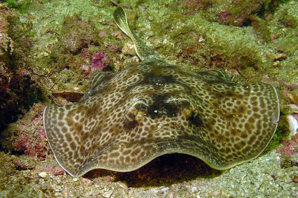 Round-stingray-05.jpg
