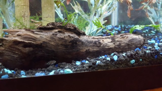 TMA: Fri Jul 07 2017 20:36:26 GMT-0700 (PDT).jpg