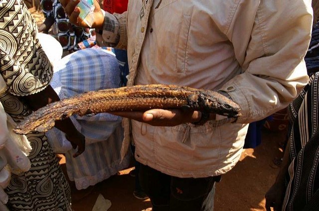 guinea54.jpg