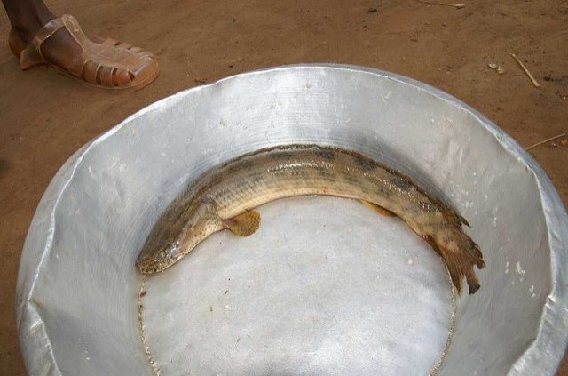 guinea31-1.jpg