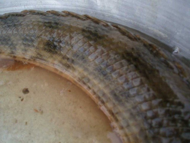 guinea2005_03074.jpg