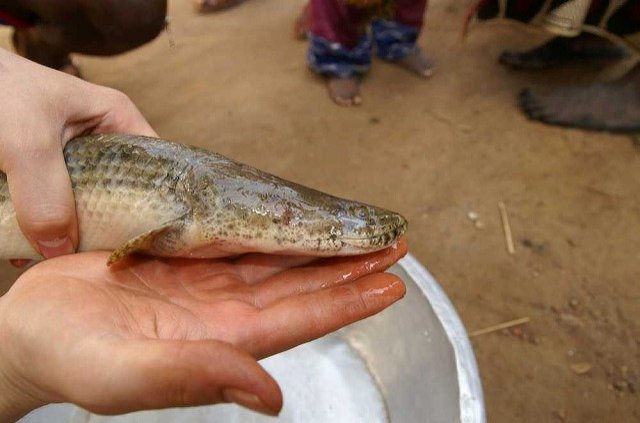 guinea32.jpg