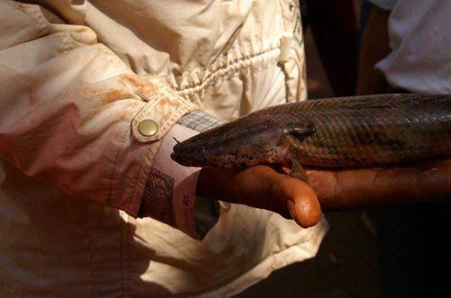 guinea52.jpg