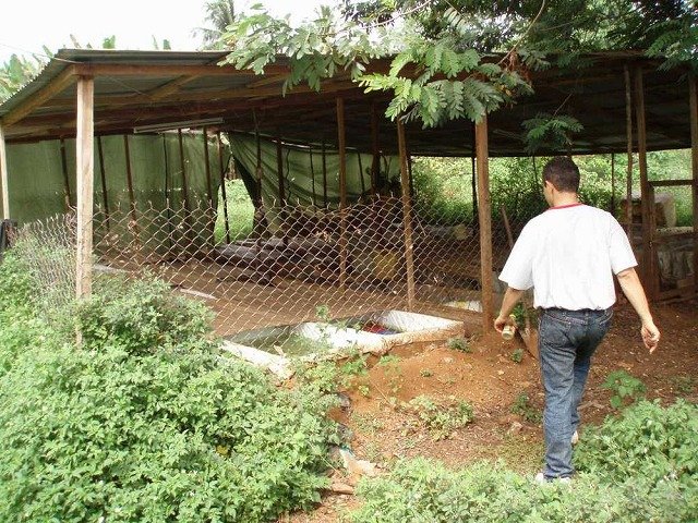 guinea80.jpg