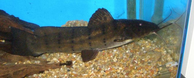 Male P. Punctatus.JPG