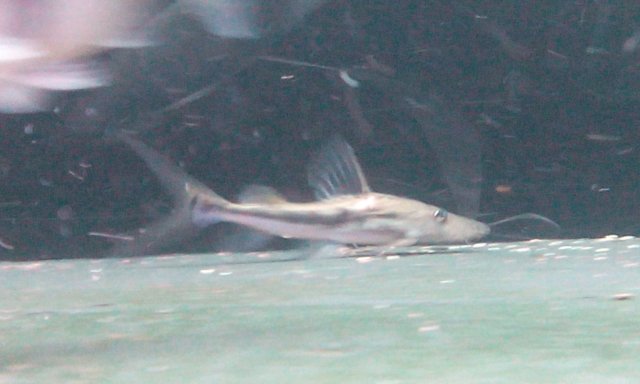 IMG_20170711_165644.jpg