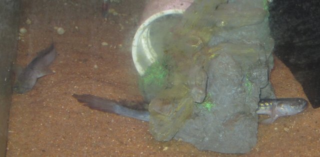 dragon goby 2.jpg