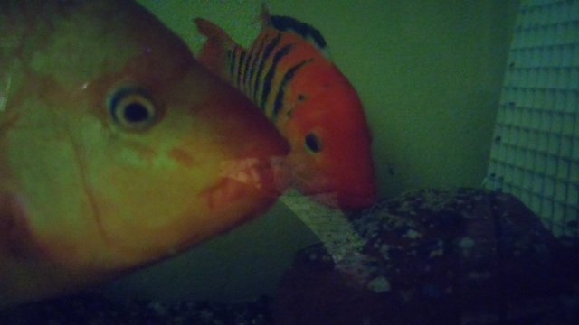 20170626_042436.jpg