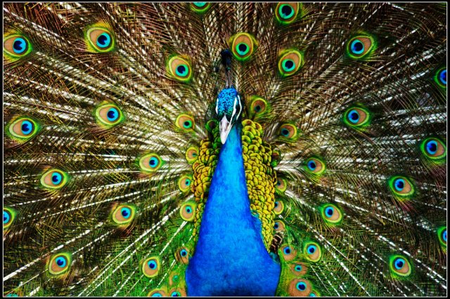 Peacock-9.jpg