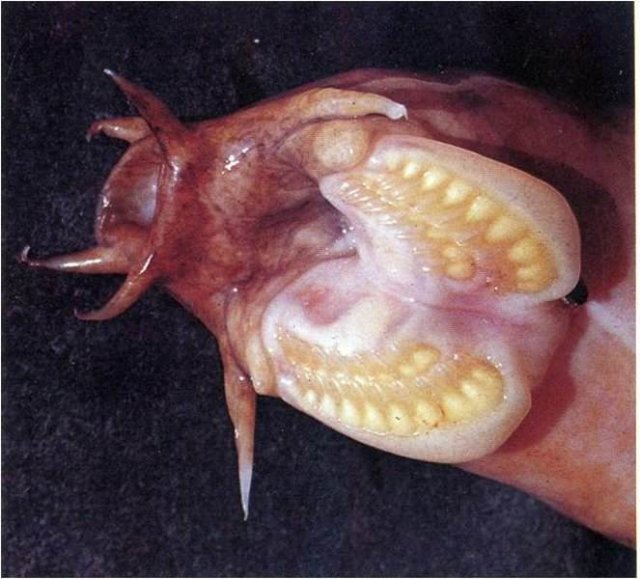 hagfish2--rgov-800width.jpg