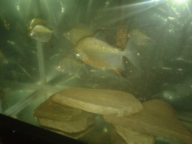 20170715_142751.jpg 20170715_142751.jpg