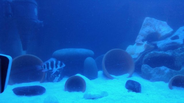 fish 1.jpg