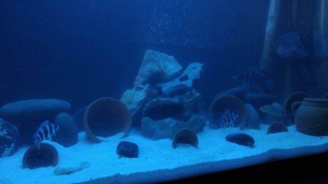 fish 2.jpg