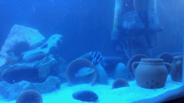 fish t2.jpg