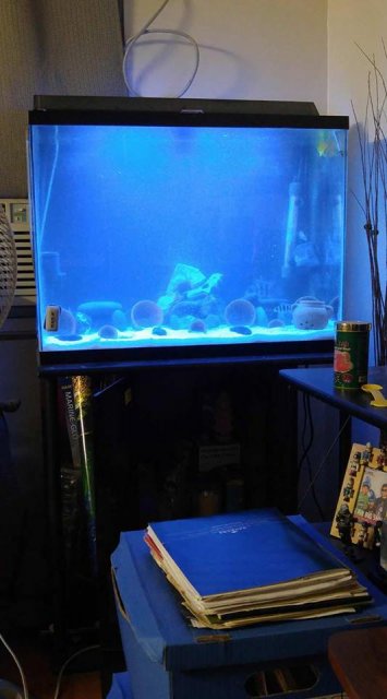 updated fish tank.jpg
