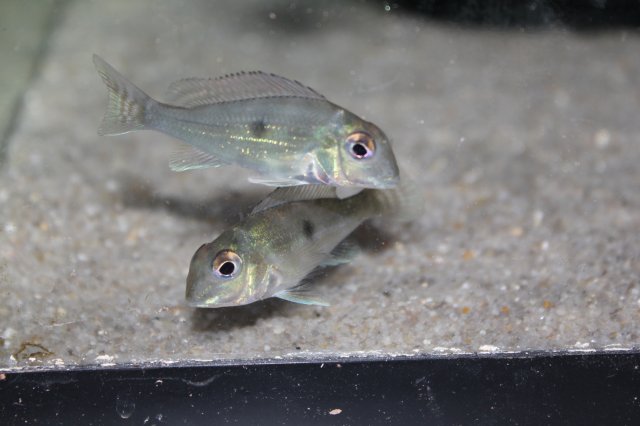 Geophagus sveni 1.JPG