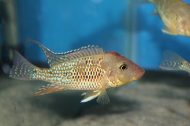 Geophagus steindachneri.JPG