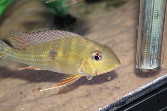 Geophagus dicrozoster.JPG