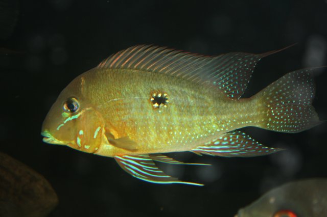 Geophagus argyrostictus 2.JPG