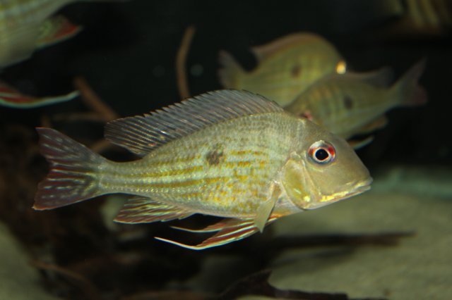 Geophagus abalios 1.JPG