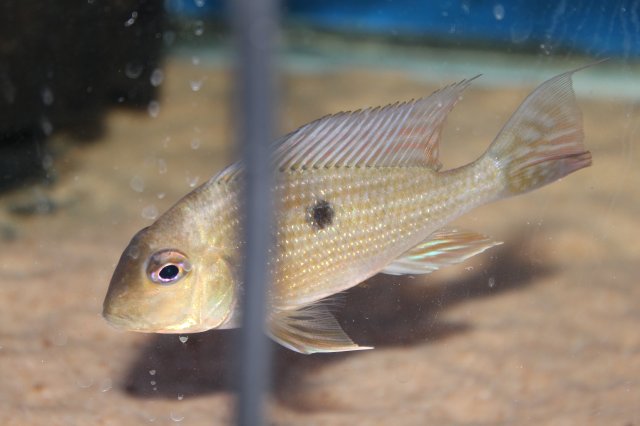 Geophagus Rio Pindare 2.JPG