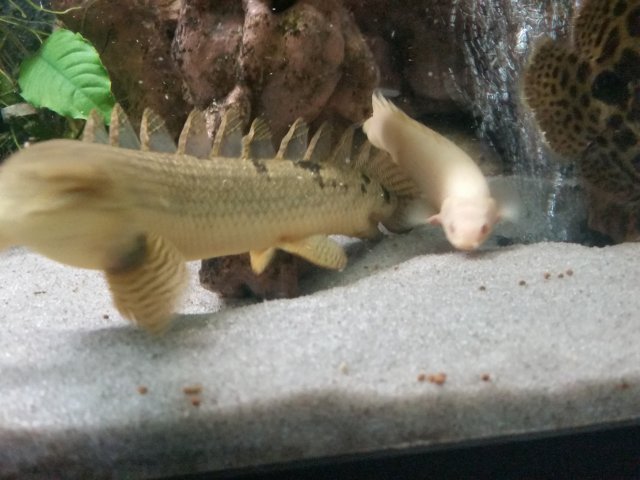 20170721_182607.jpg 20170721_182607.jpg