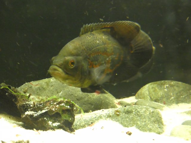 P1000316.JPG
