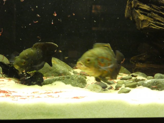 P1000298.JPG
