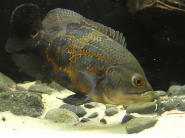 P1000315.JPG