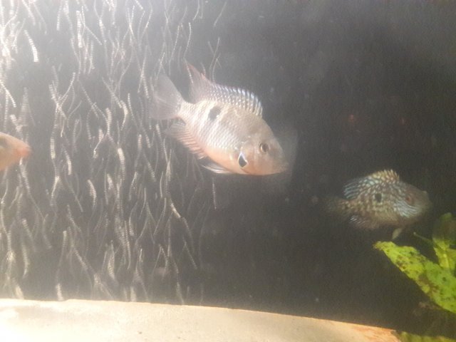 20170720_091453.jpg 20170720_091453.jpg