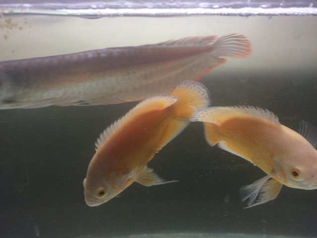 IMG_1161.JPG IMG_1161.JPG