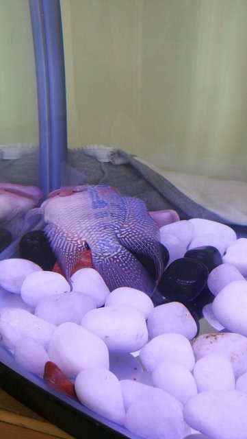 Flowerhorn.jpg