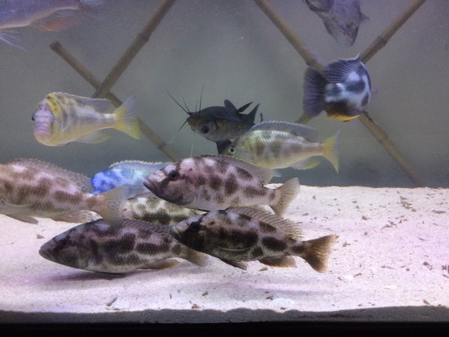 IMG_4858.JPG IMG_4858.JPG