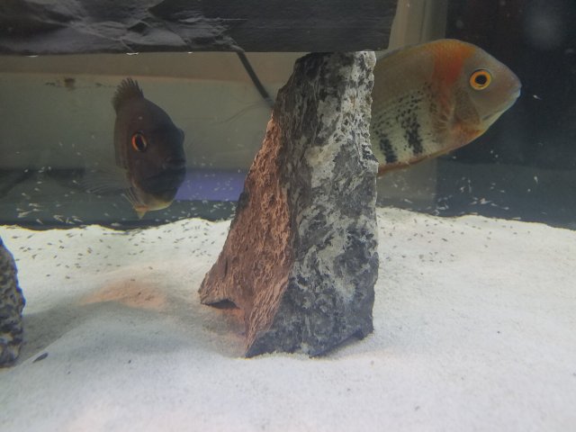 20170727_212412.jpg