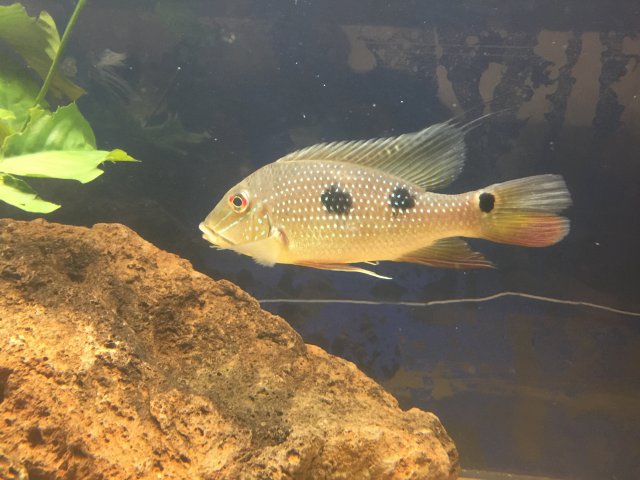 IMG_2948.JPG IMG_2948.JPG