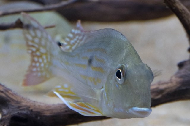 Geophagus altifrons and winemilleri-20170803-0929.jpg