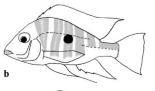 upload_2017-8-4_11-19-42.png upload_2017-8-4_11-19-42.png
