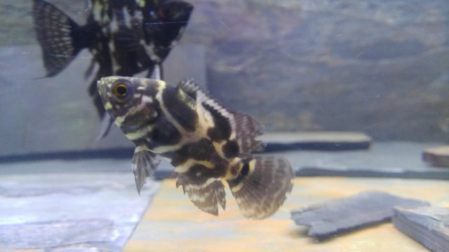 20170805_223700.jpg