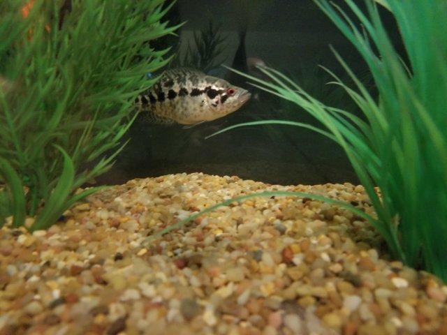 TMA: Sun Aug 06 2017 09:50:54 GMT-0400 (EDT).jpg